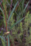 Narrowleaf primrose-willow